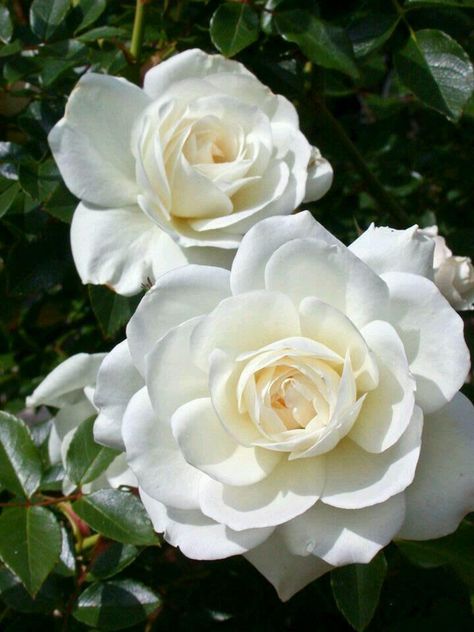 Марианна Медведева