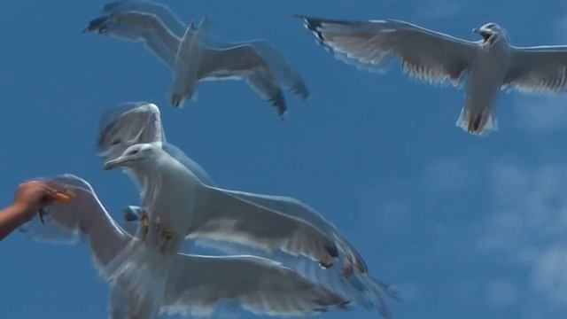 ТАСОС, ГРЕЦИЯ. смотреть онлайн