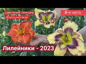 Сеянцы лилейников Ворошиловой. Часть 6 / Сад Ворошиловой