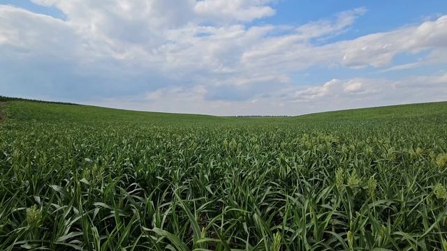 Кукуруза, сорго, подсолнечник . Состояние посевов. No - till 19.07.2023 смотреть онлайн