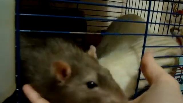 Видео про крыс или про собаку? ;) 1-я серия знакомство крыс и собаки смотреть онлайн