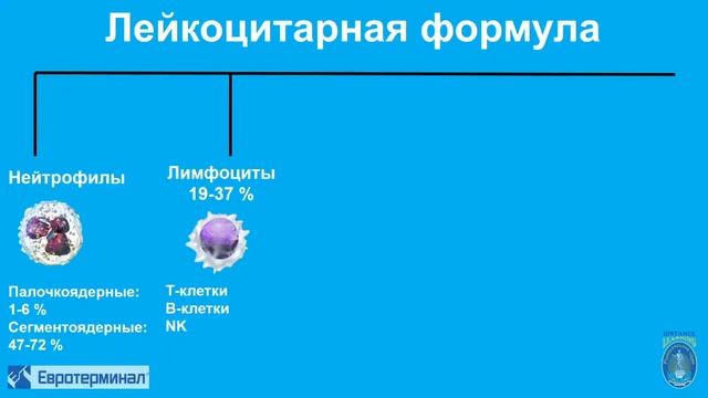 Клиническая лабораторная диагностика. Лекция 3 смотреть онлайн