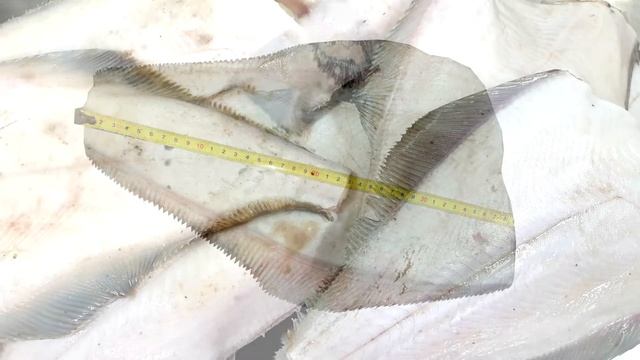 Палтус БГ БХ, Pacific Halibut, Hippoglossus stenolepis, (Морепродукты, рыбопродукция) смотреть онлайн