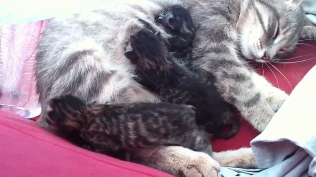MyChat vous présente.... смотреть онлайн