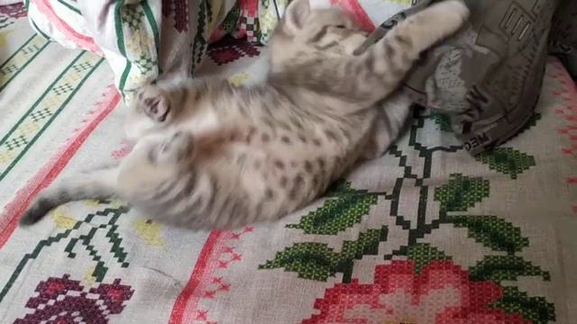 Месячный британский голубоглазый кот Цезарь смотреть онлайн