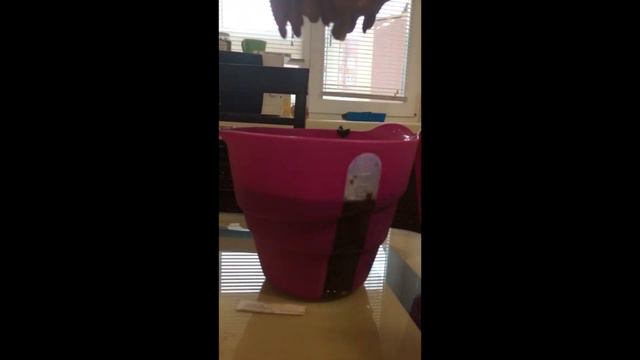 ПРАНК над подругой!!! Я В ЛУЖЕ КРОВИ!