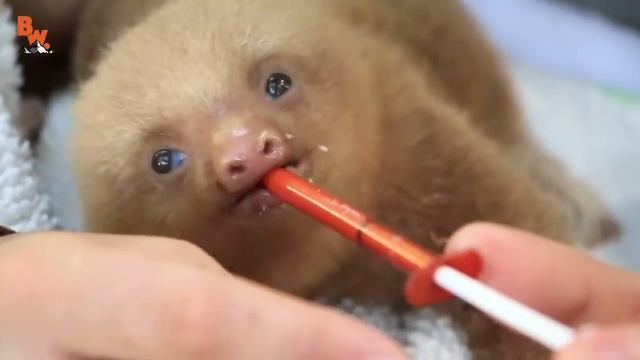 ЛЕНИВЕЦ Vs ЛЕНИВЕЦ. Версус животных.