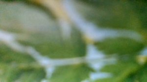 Лягушка(Вот лягушки по дорожке скачет, вытянувши ножки.Ква-ква, ква-ква-ква, скачет(наброски)