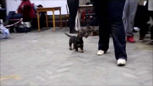 щенок жесткошерстной таксы смотреть онлайн