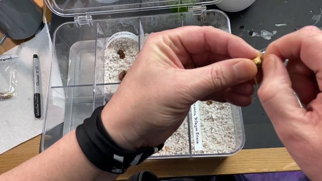 ALOCASIA PROPAGATION:  Grow Alocasia From Corms