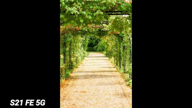 Samsung Galaxy S21 FE 5G Vs Xiaomi 12 Pro Camera Test