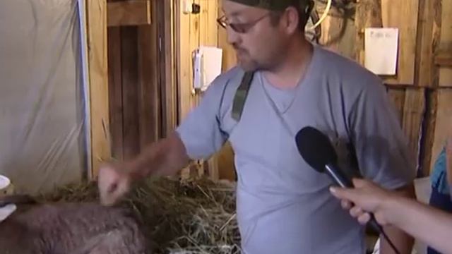 Большое хозяйство супругов из с. Ситниково смотреть онлайн