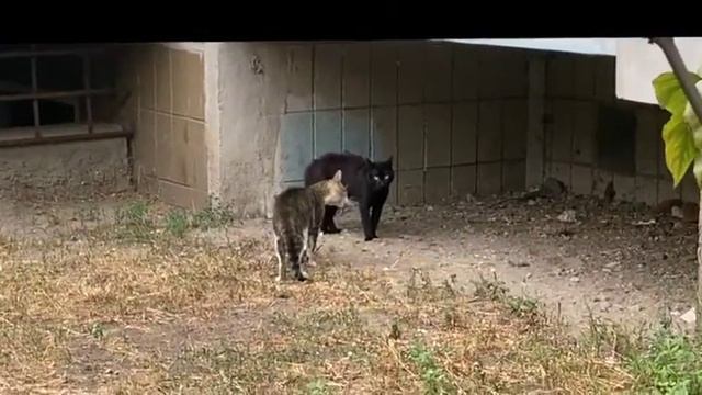 Опасные коты во дворе смотреть онлайн