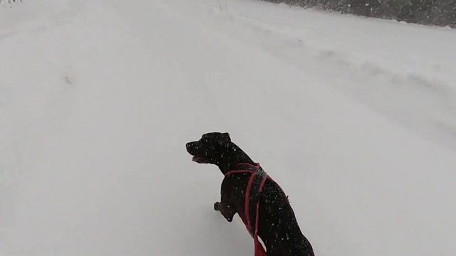 ПИТБУЛЬ - ЗИМНЯЯ ПРОГУЛКА С ЦЕПЯМИ