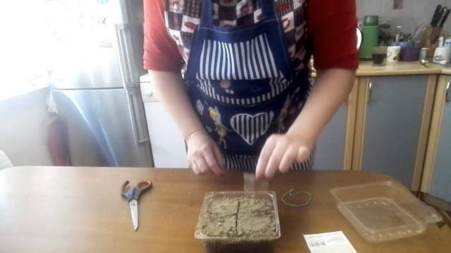 Герань из семян. Как вырастить герань дома? смотреть онлайн