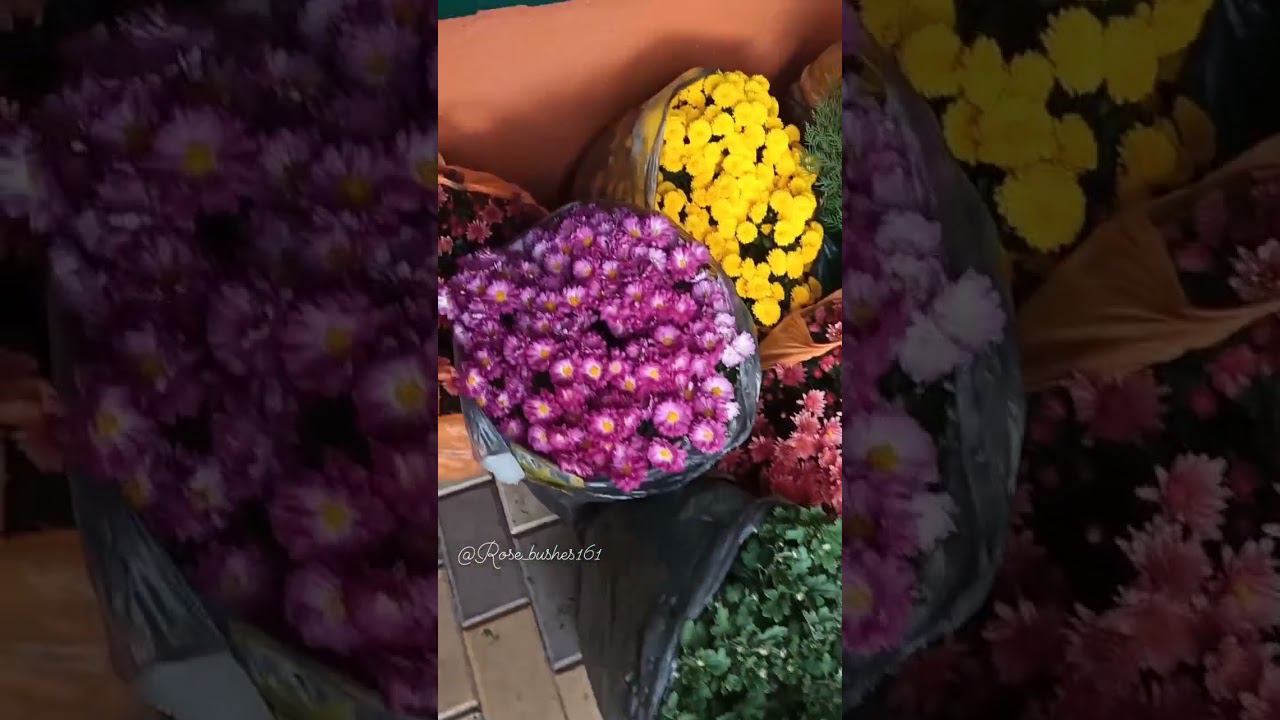 хризантемы мультифлора, сентябринка и астра смотреть онлайн