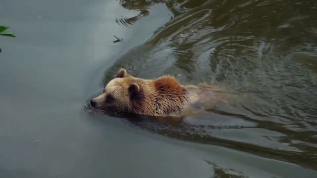 Relaxation.Нежная музыка, успокаивает нервную систему и радует душу! Для поднятия настроения! смотреть онлайн