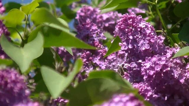 Посещение пчёлами сирени