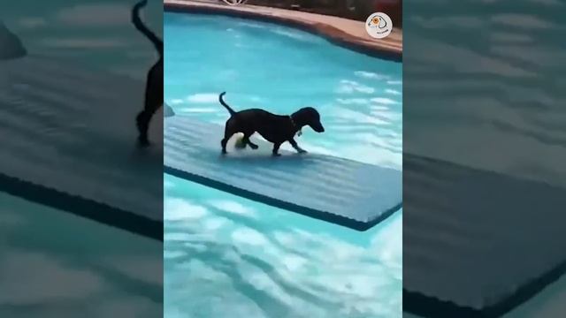 Смешные животные #163.mp4 смотреть онлайн