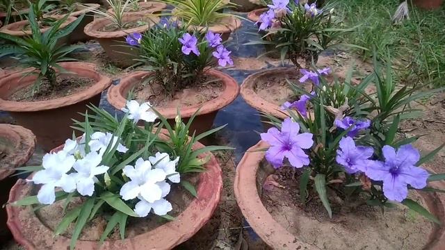 Mexican petunia plant//different colour flower plant смотреть онлайн