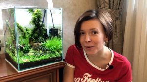 Аквариум для креветок Красный Кристалл. Аквариумные растения. Стрижка мха