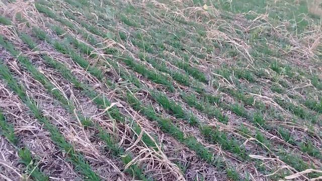 Выращивание озимой пшеницы. No till 25.10.2017. Предшественник горох смотреть онлайн