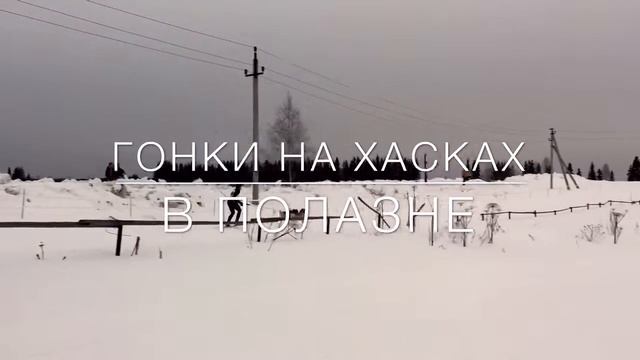Sled dog racing смотреть онлайн