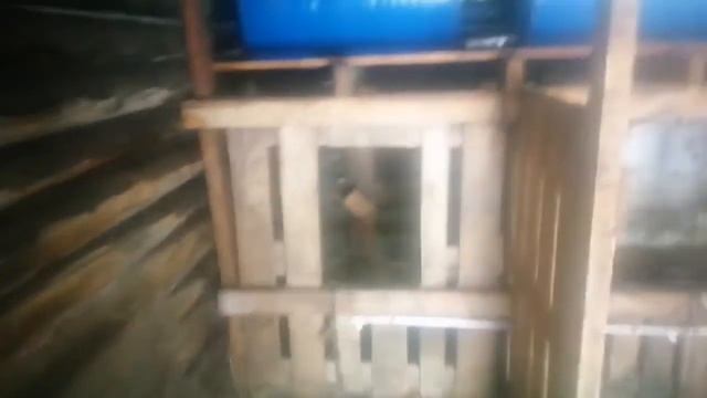 Размеры стойла для коров!! Size of a stable for cows!! смотреть онлайн