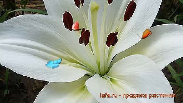 Лилия азиатская Навона (lilium asiatic navona) ? Навона обзор: как сажать, луковицы лилии Навона смотреть онлайн
