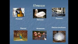 что такое зоопарк презентация 1 класс