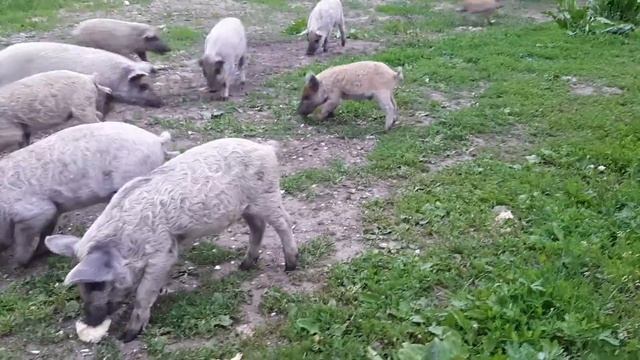 Венгерская мангалица мясо отзывы смотреть онлайн