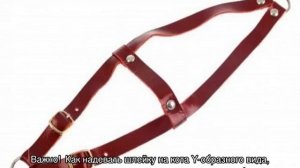 Как надеть шлейку на кошку: варианты с различными видами