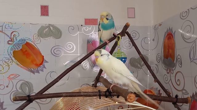 Волнистый попугай говорит. смотреть онлайн