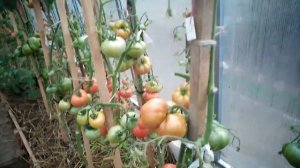 ЭТОТ урожайный ТОМАТ?я ТОЧНО? посажу в СЛЕДУЮЩЕМ?году. МЕДВЕЖЬЯ ЛАПА?для салатов и заготовок?