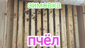 Как проходит зимовка пчёл. Конец февраля 2023. Пчеловодство!