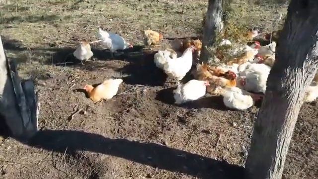 Профилактика кур от блох, клещей/ выгул содержание кур Мини мясные, Брессы, Загорские лососевы смотреть онлайн