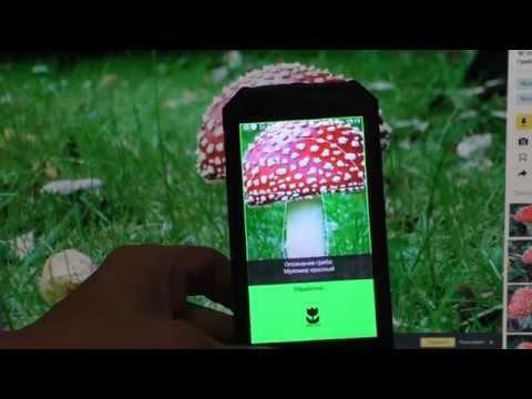 Сбор грибов со смартфоном Вас приятно удивит смотреть онлайн