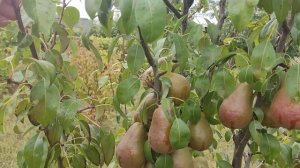 Груша сорта МАРИЯ. ????