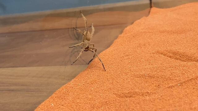 Brazilian Wandering Spider vs Black Widow смотреть онлайн