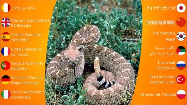 Reptile Sounds: Western Diamondback Rattlesnake смотреть онлайн