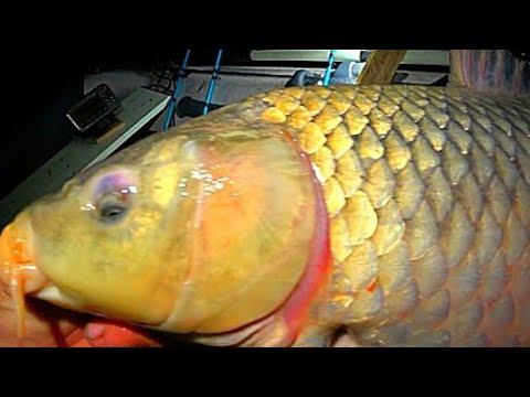 ИКРЯНЫЕ МАМКИ ЛОМАЮТ СПИННИНГИ !!! РУКИ ЗАТРЯСЛИСЬ! РЫБАЛКА НА ЗАКИДУШКИ смотреть онлайн