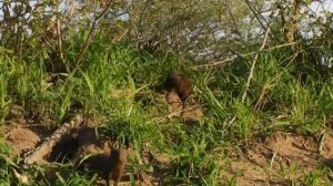Дикая Южная Африка. Сафари / Wildlife South Africa: Safar (Doku)