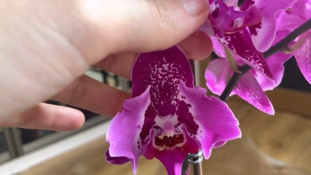 Мои орхидеи-бабочки ?♥️ Видео-релакс! смотреть онлайн