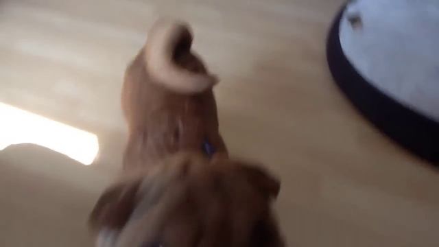 The Amazing Sharpei смотреть онлайн