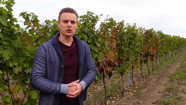 Виноградная лоза в древней Иудее смотреть онлайн