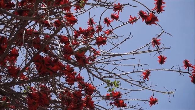 Ring-ringed parakeet/ Ожереловый попугай Крамера на Эритрине (коралловом дереве) смотреть онлайн