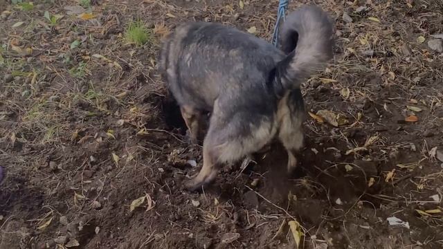 Взяли старого пса из приюта (4K) смотреть онлайн