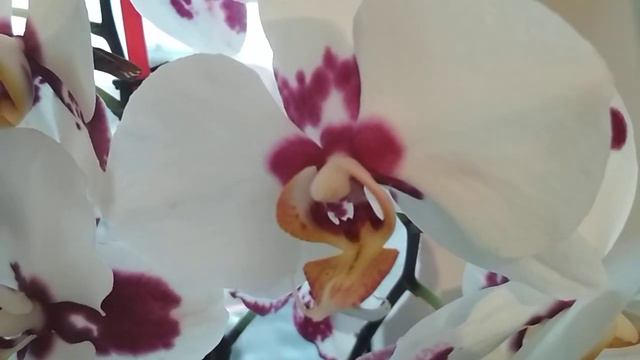 Мои цветущие орхидеи в сентябре🌸🌼🌺 (21.09.2020) смотреть онлайн