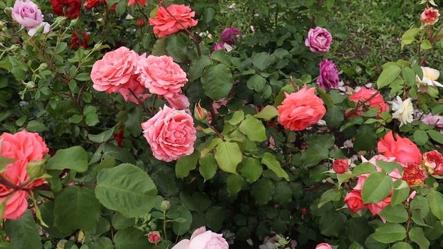 Фееричное цветение плетистых роз - Роз де Толбиак, Розанна, Ди Ди Бриджуотер, Чекмэйт! смотреть онлайн