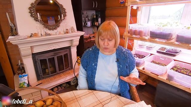 Посадка картофеля и подготовка. Рассказываю как добиться большого урожая. Собрала 12 ведер с 4 м. смотреть онлайн